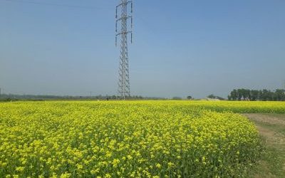 Le gouvernement freine les biocarburants